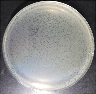 Characterizing the Biology of Lytic Bacteriophage vB_EaeM_φEap-3 Infecting Multidrug-Resistant <mark class="highlighted">Enterobacter aerogenes</mark>